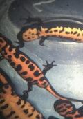 Newt Leaders