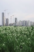 The Best City is No City at All