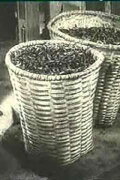 Ali Chahvadze's Tea