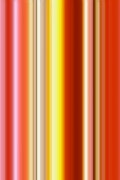 Tulipa