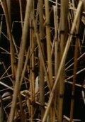 Swamp