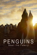 Penguins: Meet the Family