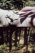 Short Films 1975: #9 (Forest Love Scene)