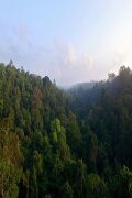 Mundiya Kepanga, the Voice of the Forest