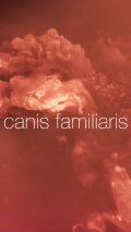 Canis familiaris