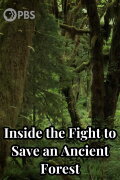 Inside the Fight to Save an Ancient Forest (and the Secrets it Holds)
