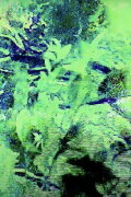 Permadeath green