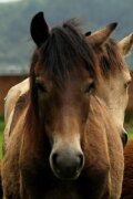 Manipuri Pony