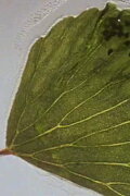 In the Conservatory