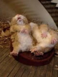 Fat Hamster