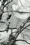Tree Dance