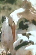 White Storks