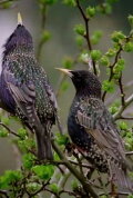 Starlings