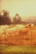 Cows
