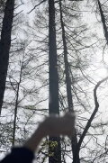 echo