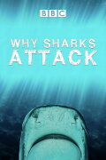 Why Sharks Attack