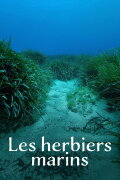 Wunderwelt Seegraswiesen Klimaretter, Kinderstube, Küstenschutz