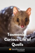 Tasmania: Curious Life of Quolls