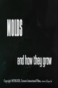 Molds and How They Grow