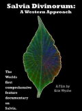 Salvia Divinorum: A Western Approach