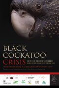 Black Cockatoo Crisis