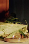 Corn