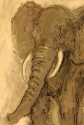The Elephant's Song