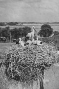 The Storks
