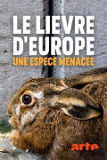 Le lièvre d’Europe une espèce menacée