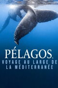 Pélagos, voyage au large de la Méditerranée