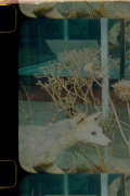Herbaria