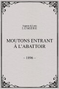 Moutons entrant à l'abattoir
