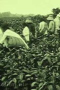 Tea Company of the NILS in Pematang Siantar