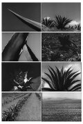 Magueyes