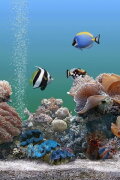Coral Dreamscapes: An Exotic Aquarium