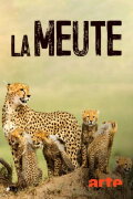 Die fünf Geparde - Gemeinsam durch die Serengeti