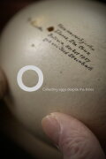 O, Collecting Eggs Despite the Times