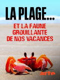 Der Strand: Tierisches aus dem Ferienparadies