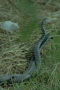 The Common Viper
