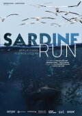 Sardine Run, le plus grand festin de l'océan