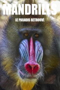 Mandrills : le paradis retrouvé