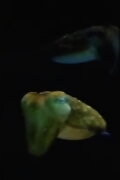 Aliens From Inner Space