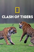 Clash of Tigers