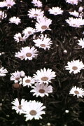 Spring Symphony