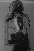 The Humanoid Race
