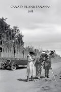 Canary Island Bananas