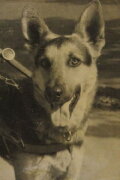 Der Blinde und sein Hund