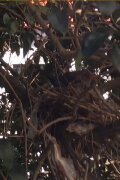 Turdus merula Linnaeus, 1758