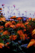 Monet