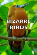 Bizarre Birds